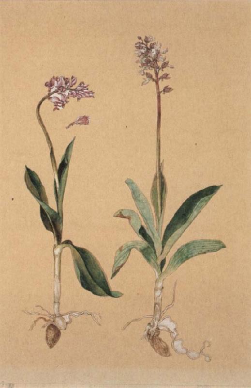 Hans Weiditz Orchis Militaris